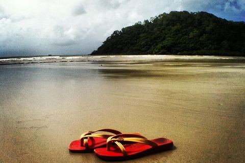 Daintree And Cape Tribulation Full Day Guided Tour - Accommodation Search 4