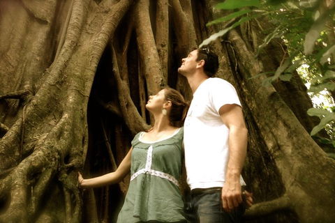 Daintree And Cape Tribulation Full Day Guided Tour - Accommodation Search 5