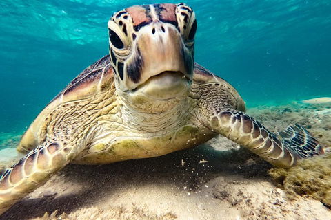 Sail, Snorkel, SUP & Kayak Charter Whitsundays - Accommodation Search 0