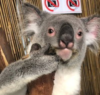 Kuranda Tour Deluxe Course with Kuranda 3 Zoos or Free Course - Accommodation Search