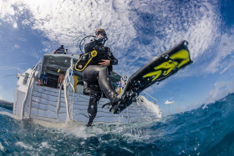 Silverswift Outer Great Barrier Reef Dive And Snorkel Cruise From Cairns - Accommodation Search 1