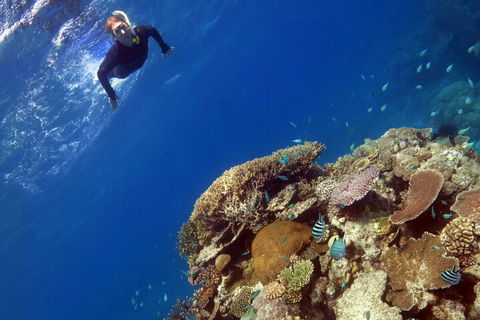 Silverswift Outer Great Barrier Reef Dive And Snorkel Cruise From Cairns - Accommodation Search 3