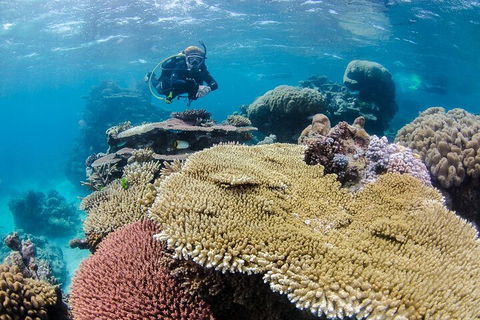 Silverswift Outer Great Barrier Reef Dive And Snorkel Cruise From Cairns - Accommodation Search 5