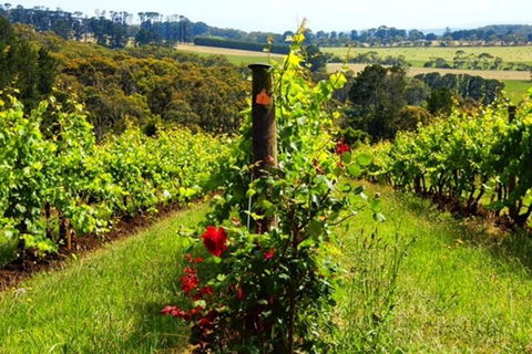 Mornington Peninsula Sightseeing Tour For 2-6 Guests. - Accommodation Search 3