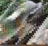 Private Blue Mountains and Wildlife Park Tour from Sydney with Barbecue Lunch - Accommodation Search