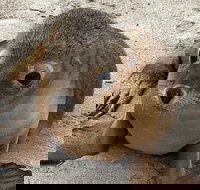 Kangaroo Island Scenic Trail Tour - Accommodation Search