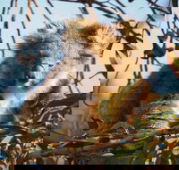 2-Hour Koala Walking Tour in Kangaroo Island - Accommodation Search