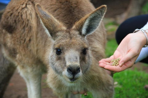 Phillip Island Penguin, Brighton Beach, Moonlit Sanctuary From Melbourne - Accommodation Search 1