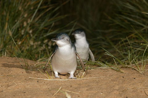 Phillip Island Penguin, Brighton Beach, Moonlit Sanctuary From Melbourne - Accommodation Search 2