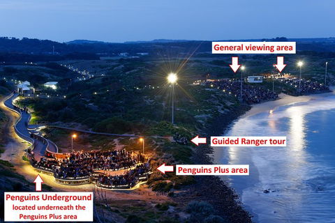 Phillip Island Penguin, Brighton Beach, Moonlit Sanctuary From Melbourne - Accommodation Search 4
