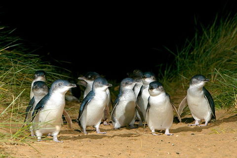 Phillip Island Penguin, Brighton Beach, Moonlit Sanctuary From Melbourne - Accommodation Search 5