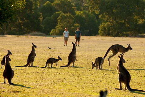 Grampians National Park Small-Group Eco Tour From Melbourne - Accommodation Search 4