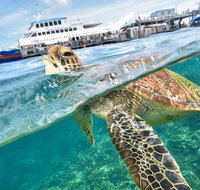 Scenic Helicopter Flight to Moore Reef and Return Snorkeling Cruise from Cairns - Accommodation Search