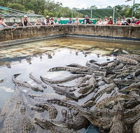 Hartley's Crocodile Adventures Day Trip from Cairns - Accommodation Search