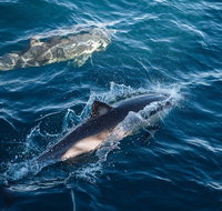 Sydney Whale-Watching Cruise - Accommodation Search