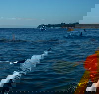 Mornington Peninsula Kayak Coastline Tour of Dolphin Sanctuary - Accommodation Search