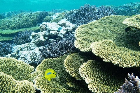 Abrolhos Islands Scenic Flight & Snorkel Adventure From Perth - Accommodation Search 4