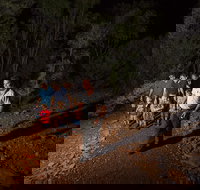 Alice Springs Desert Park Nocturnal Tour - Accommodation Search