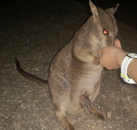 Private Tour to Paronella Park Historic Village Herberton and wild life Wallaby - Accommodation Search