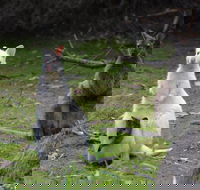 Full-Day Guided Bruny Island Tour from Hobart - Accommodation Search