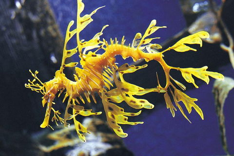 SEA LIFE Melbourne Aquarium Admission Ticket - Accommodation Search 0