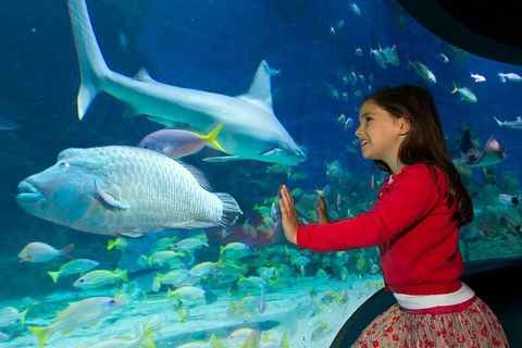 SEA LIFE Melbourne Aquarium Admission Ticket - Accommodation Search 1