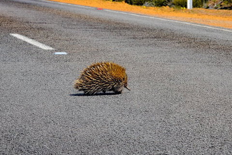 Kangaroo Island Luxury Small Group 'Flinders Chase Focus' Full Day Tour - Accommodation Search 3