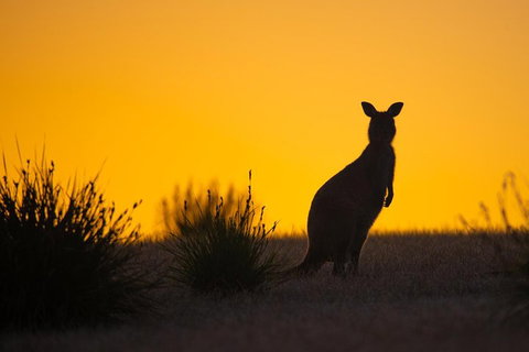 Kangaroo Island Luxury Small Group 'Flinders Chase Focus' Full Day Tour - Accommodation Search 5