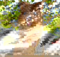 Discover Rottnest with Ferry  Bus Tour from Perth or Fremantle - Accommodation Search