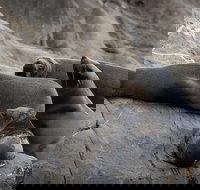 Kangaroo Island Ocean Safari - Snorkeling Safari - Accommodation Search