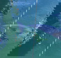 Dolphin Cruise from Adelaide with Optional Dolphin Swim - Accommodation Search