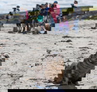 Kangaroo Island in a Day Tour from Adelaide - Accommodation Search