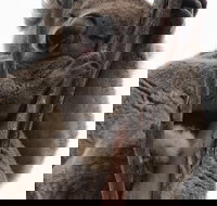 2-Day Kangaroo Island 4WD Small-Group Tour from Adelaide - Accommodation Search