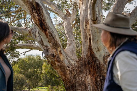 Full Day Flinders Chase Tour From Kangaroo Island - Accommodation Search 5