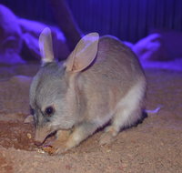 Kuranda Wildlife Experience Three Attraction Pass - Accommodation Search