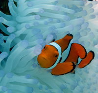 Seastar Luxury Outer Great Barrier Reef Island and Reef Tour from Cairns - Accommodation Search