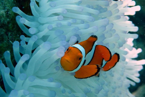 Seastar Luxury Outer Great Barrier Reef Island And Reef Tour From Cairns - Accommodation Search 0