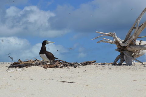 Seastar Luxury Outer Great Barrier Reef Island And Reef Tour From Cairns - Accommodation Search 1