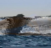 Sydney Whale-Watching Cruise Including Lunch or Breakfast - Accommodation Search