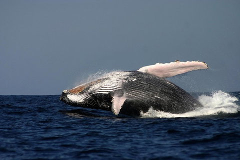 Sydney Whale-Watching Cruise Including Lunch Or Breakfast - Accommodation Search 1