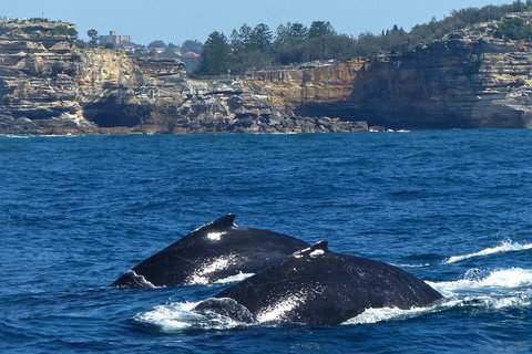 Sydney Whale-Watching Cruise Including Lunch Or Breakfast - Accommodation Search 2