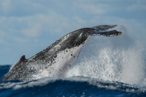 Sydney Whale-Watching Cruise Including Lunch Or Breakfast - Accommodation Search 4