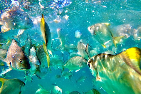 Moreton Island Day Trip (Kayak, Snorkel & Sandboard) Frm Brisbane Or Gold Coast - Accommodation Search 1
