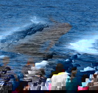 Tangalooma Island Resort Whale Watching Day Cruise - Accommodation Search