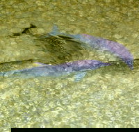 Tangalooma Island Resort Whale Watching Day Cruise with Dolphin Viewing - Accommodation Search