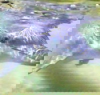 Tangalooma Island Resort Whale Watching Day Cruise with Dolphin Feeding - Accommodation Search