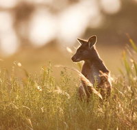 Sunset Blue Mountains Wilderness  Wildlife Tour without the crowds - Accommodation Search
