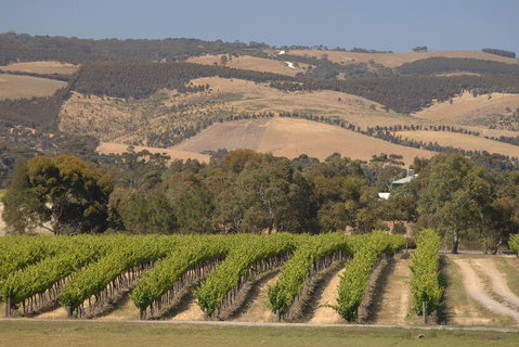 McLaren Vale And Glenelg Wine Tasting And Sightseeing (Half-day Afternoon) - Accommodation Search 2