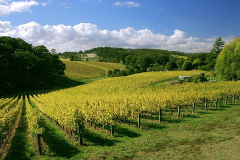 McLaren Vale And Glenelg Wine Tasting And Sightseeing (Half-day Afternoon) - Accommodation Search 4