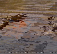 Litchfield and Jumping Crocodiles Full Day Trip from Darwin - Accommodation Search